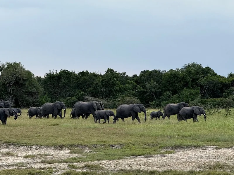9 Day 8 Nights Safari in Serengeti and Zanzibar  - Tanzania safari gallery image
